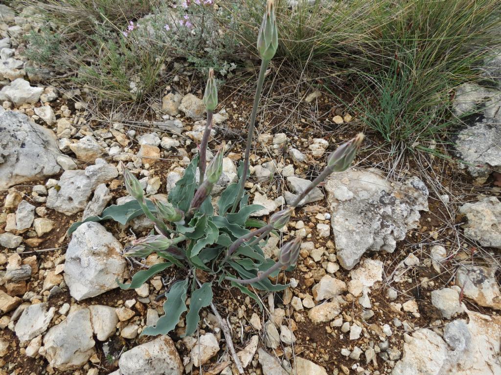 Scorzonera austriaca / Scorzonera barbuta